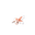 Goldeen