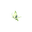 Celebi
