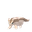 Linoone