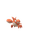 Corphish