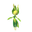 Leavanny