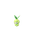 Petilil