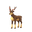 Sawsbuck