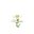Flabébé (White Flower)