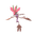 Dragalge