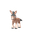 Mudbray