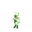 Floragato